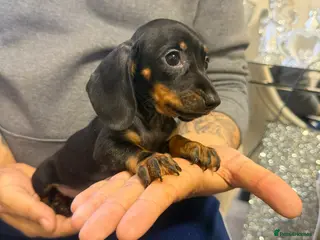 Miniature Dachshund dogs Miniature Dachshund - Advert 8