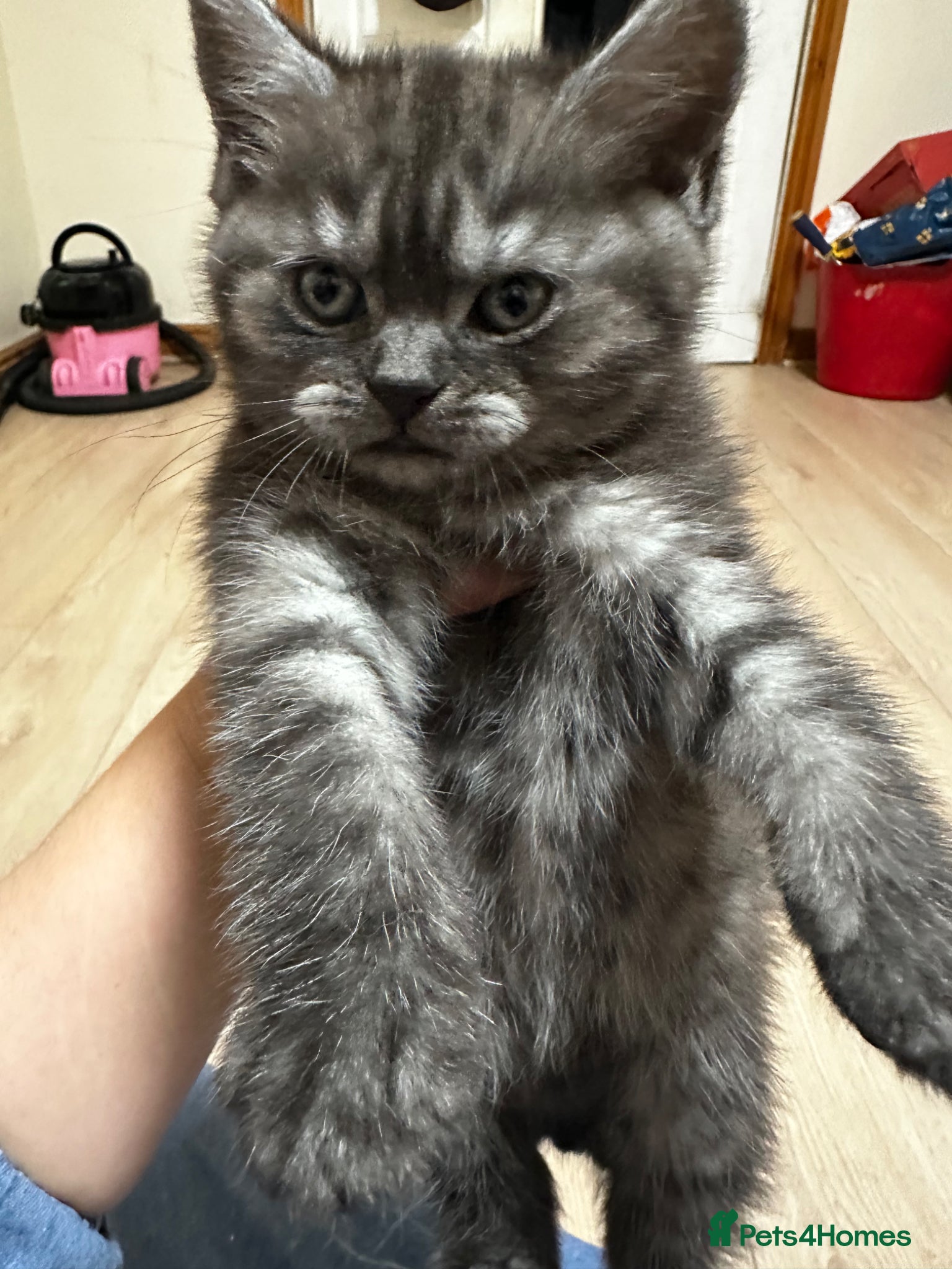 British Shorthair cats for sale: 2 remaining BSH kittens  - Advert 10