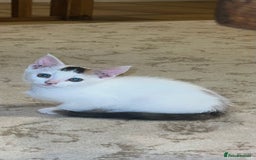 Mixed Breed cats for sale: Calico kittens for sale - Image 3
