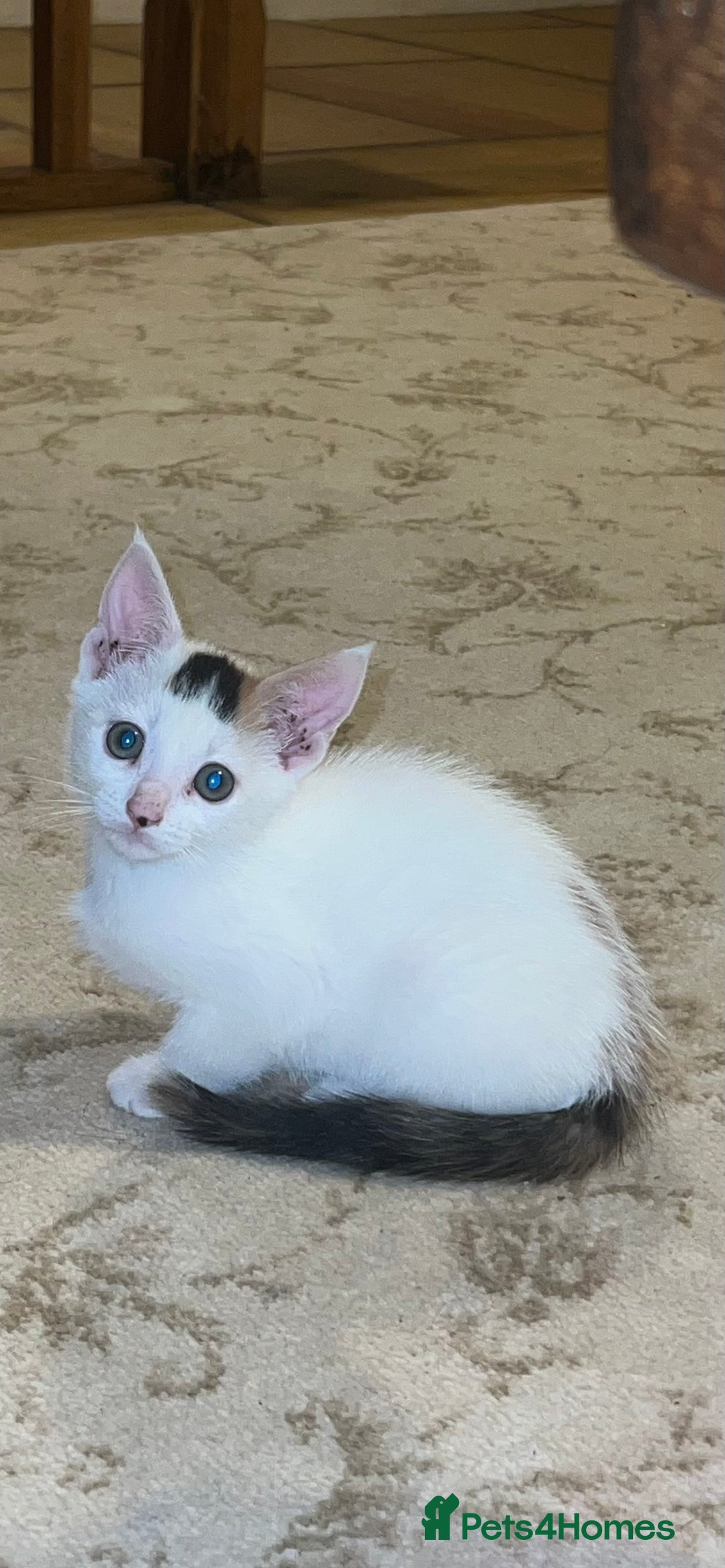 Mixed Breed cats for sale: Calico kittens for sale - Image 3