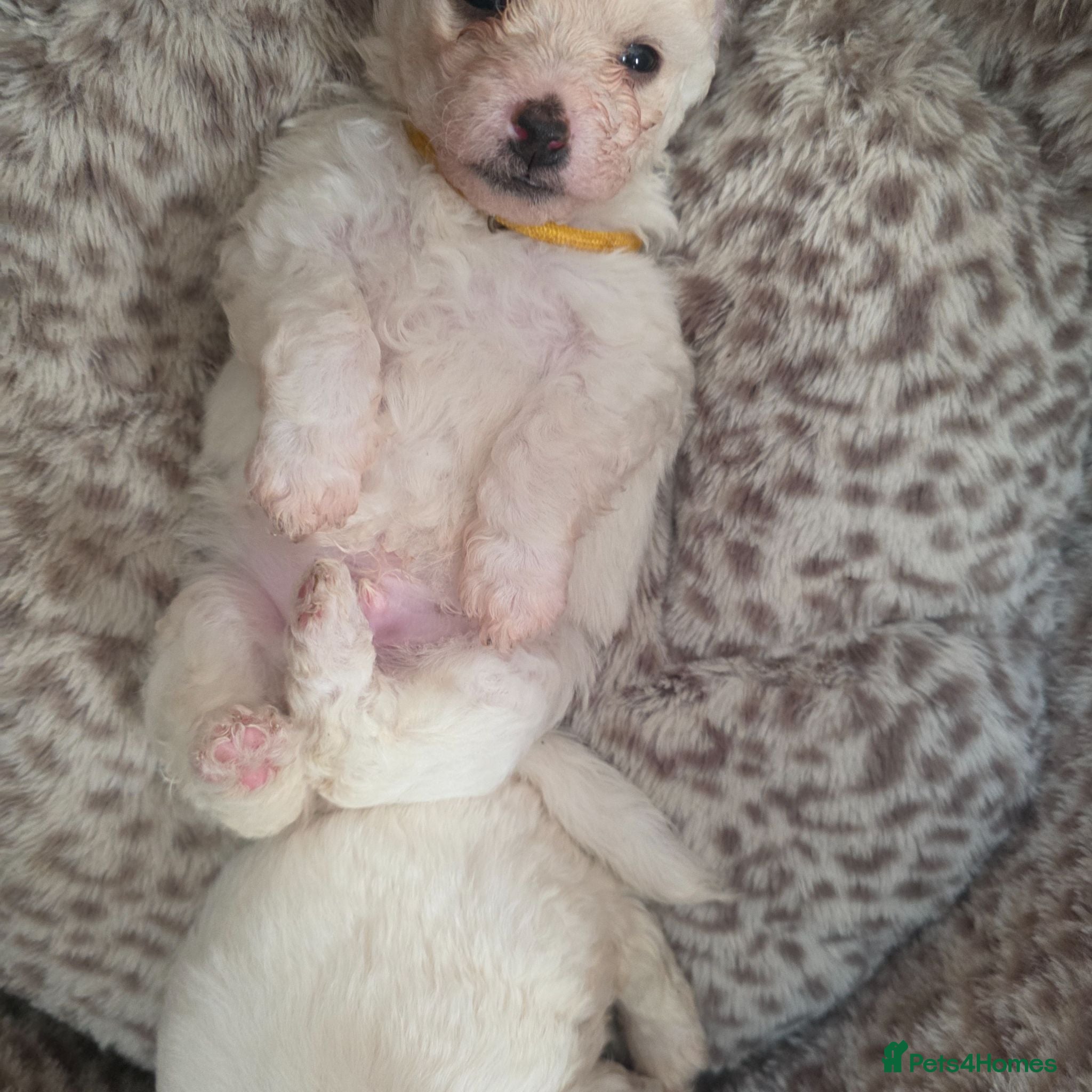 Bichon Frise dogs Bichon Frise  - Advert 2