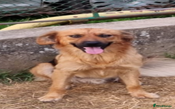 Mixed Breed dogs for adoption: Home Need Urgently  - Image 5