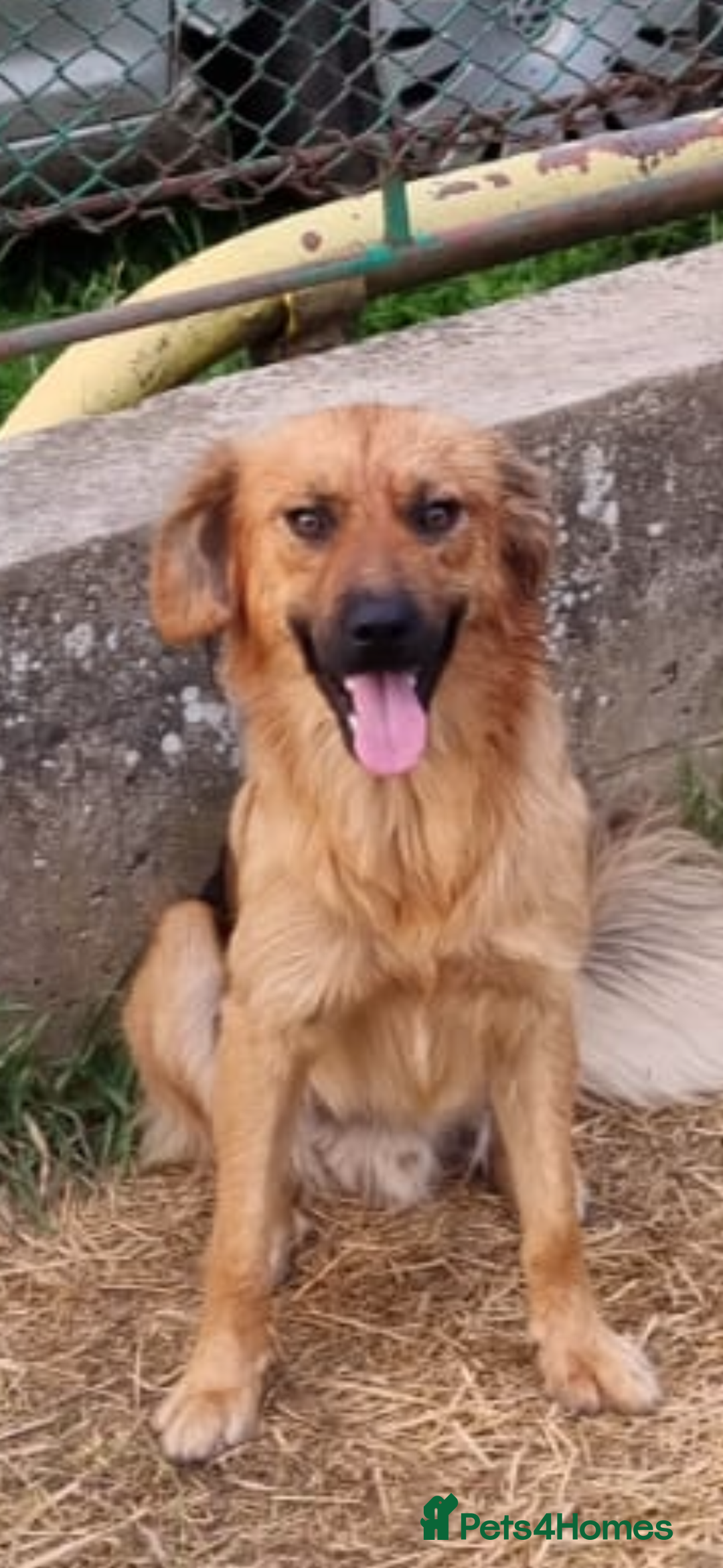 Mixed Breed dogs for adoption: Home Need Urgently  - Image 5
