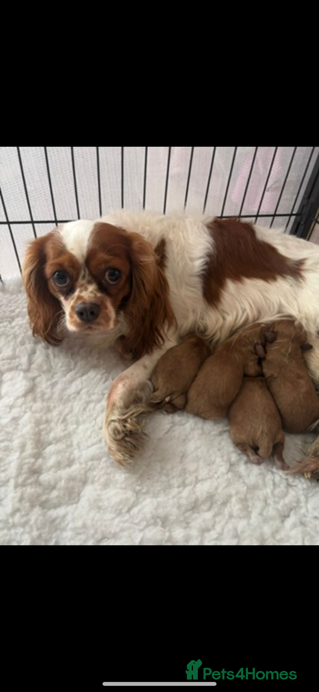 Cavapoo dogs for sale: Cute ruby red boys ready to go  - Advert 5