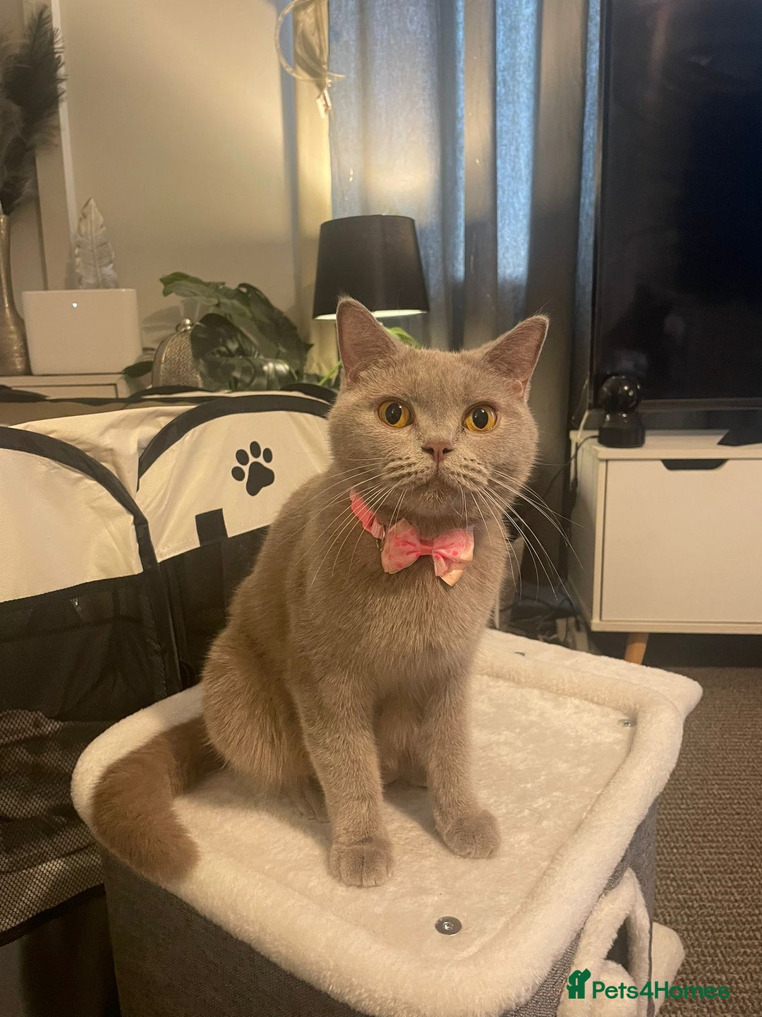 British Shorthair cats for sale: BSH ACTIVE REGISTERED LILAC FEMALE  - Advert 2