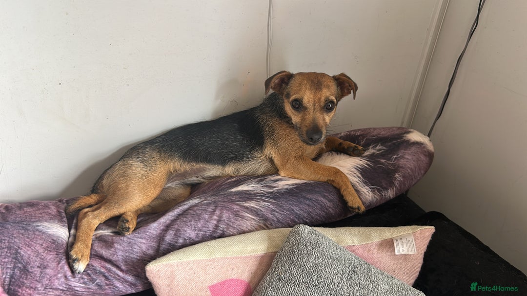 Mixed Breed dogs for sale: Chihuahua x whippet hybrid  - Advert 8