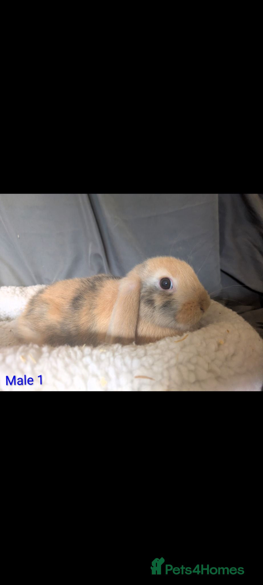 Mini Lop rabbits Stunning mini lop male  - Advert 2