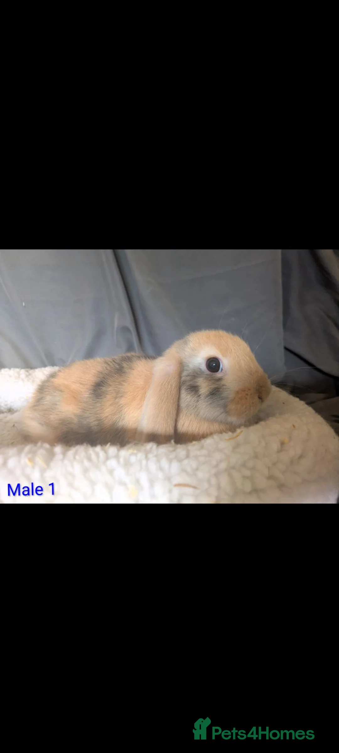 Mini Lop rabbits for sale: Stunning mini lop male  - Advert 2