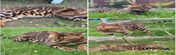 Bengal cats for sale: Seeking His Forever Home xx - Advert 5