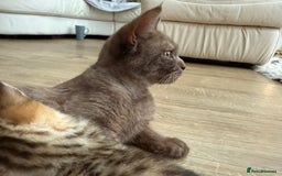 British Shorthair cats for sale: GCCF BSH Chinchilla Rare, Beautiful Kittens - Image 12