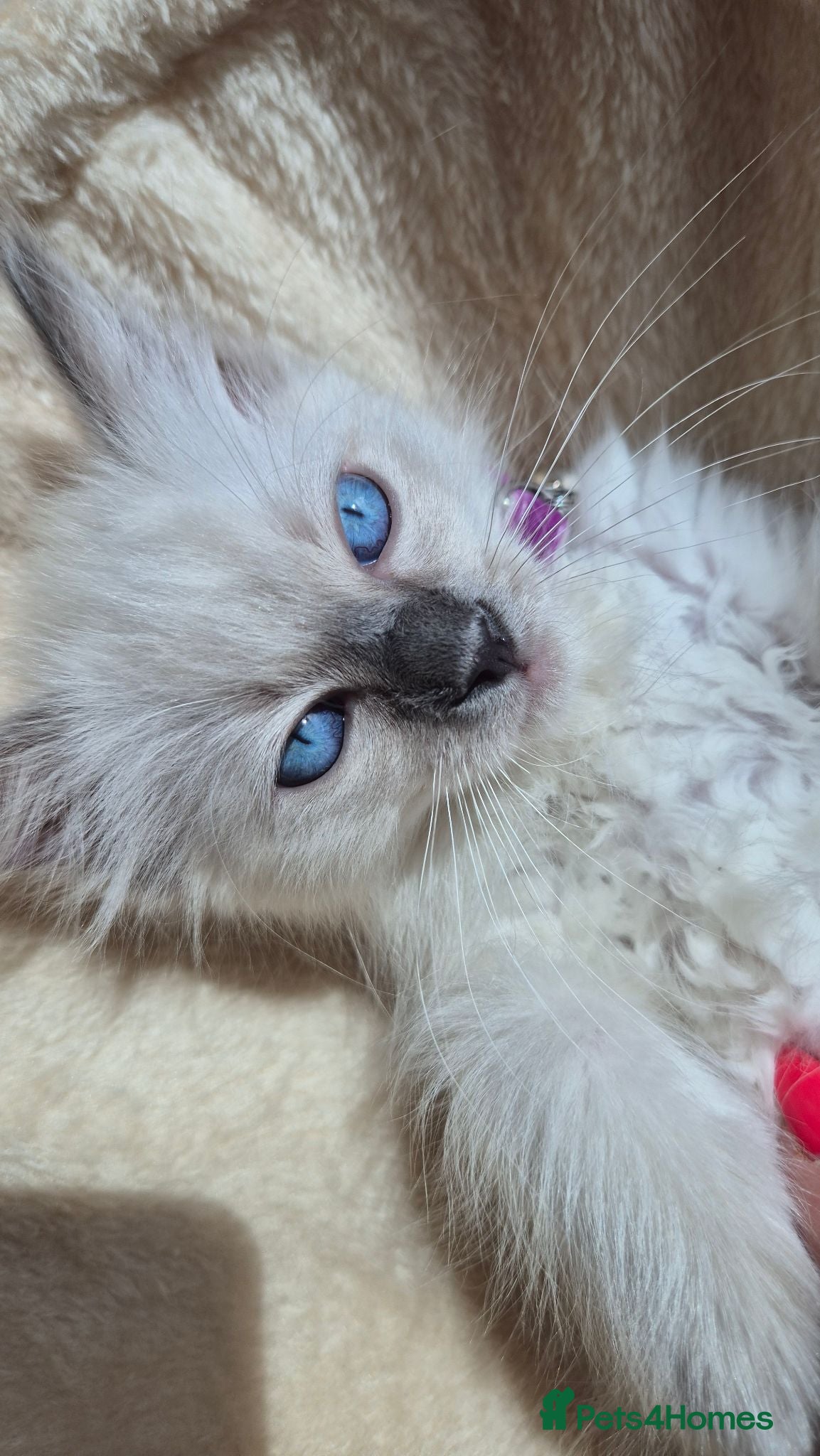 Ragdoll cats Only 1 female ragdoll left💜Traditional Blue Point - Advert 11