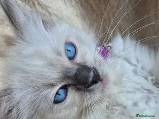Ragdoll cats Only 1 female ragdoll left💜Traditional Blue Point - Advert 3