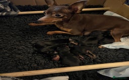 Miniature Pinscher dogs for sale: Miniature pinscher pups - Image 7