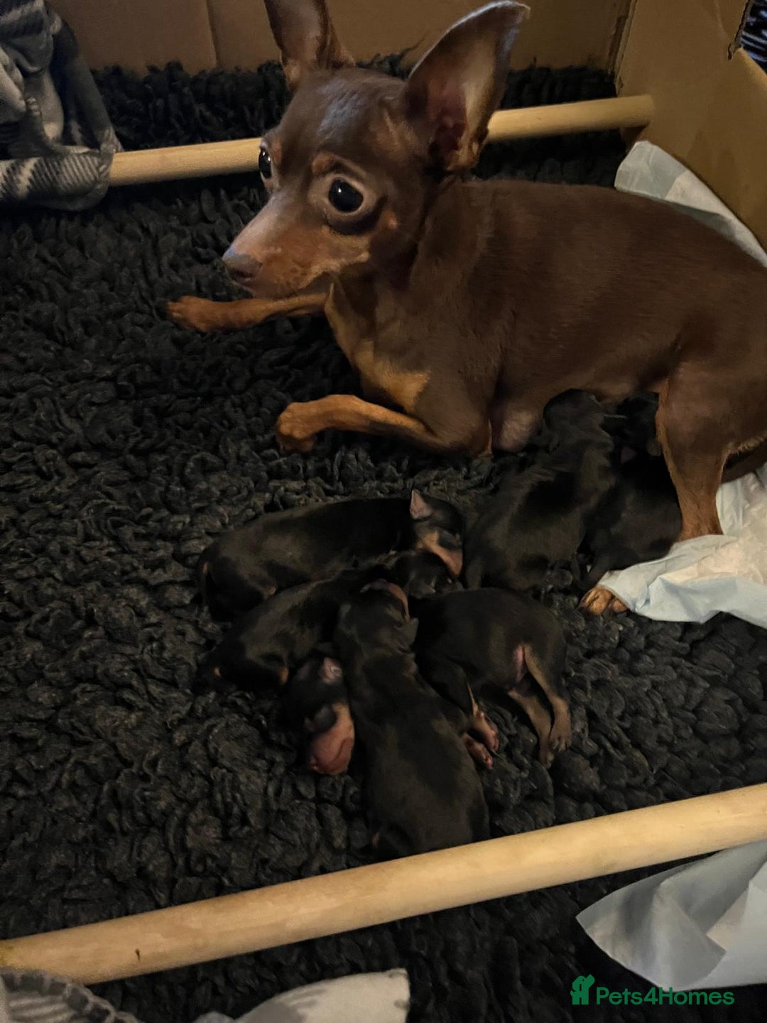 Miniature Pinscher dogs for sale: Miniature pinscher pups - Image 7