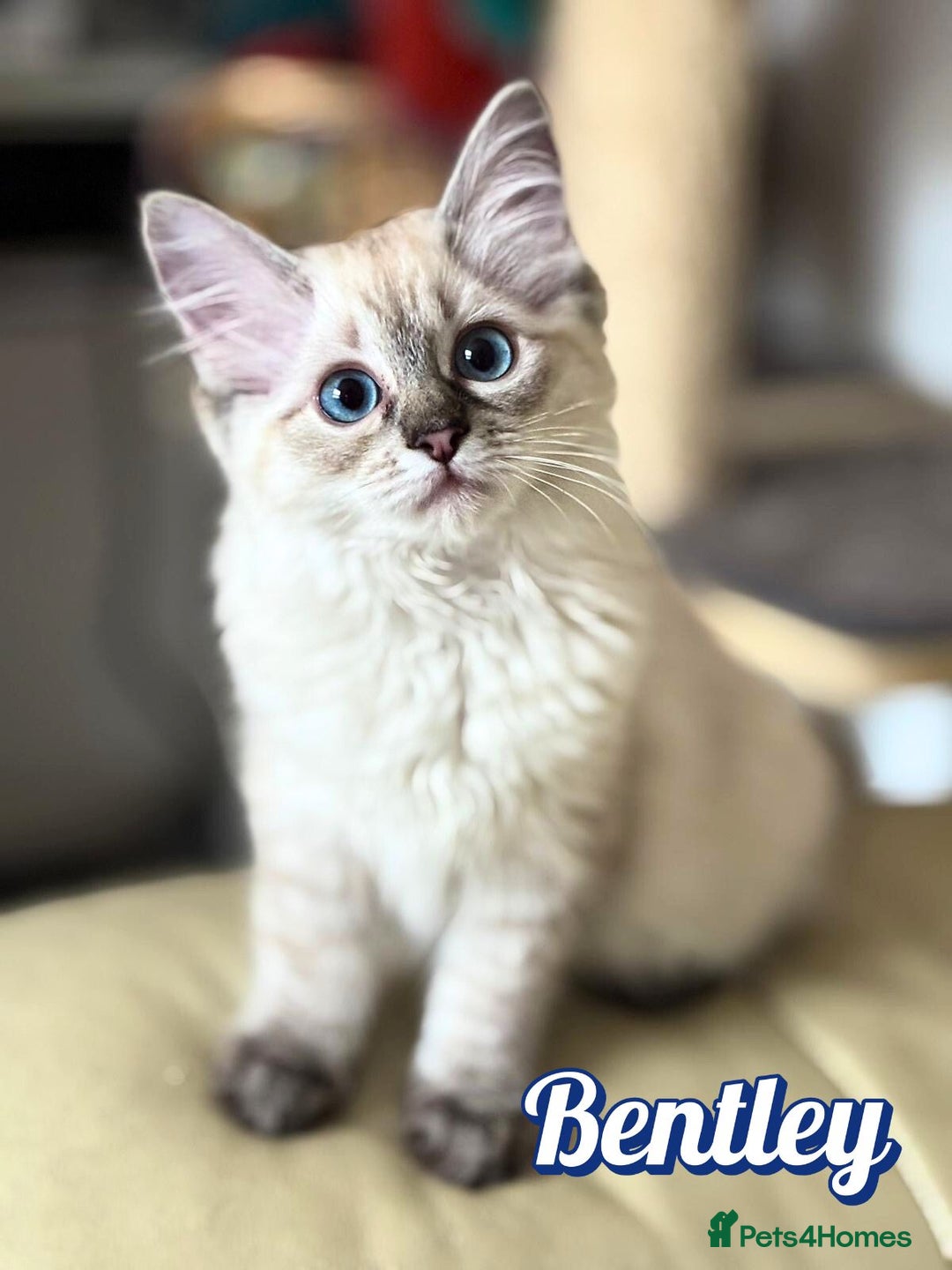 Ragdoll cats for sale: GCCF Registered Kittens - Image 2