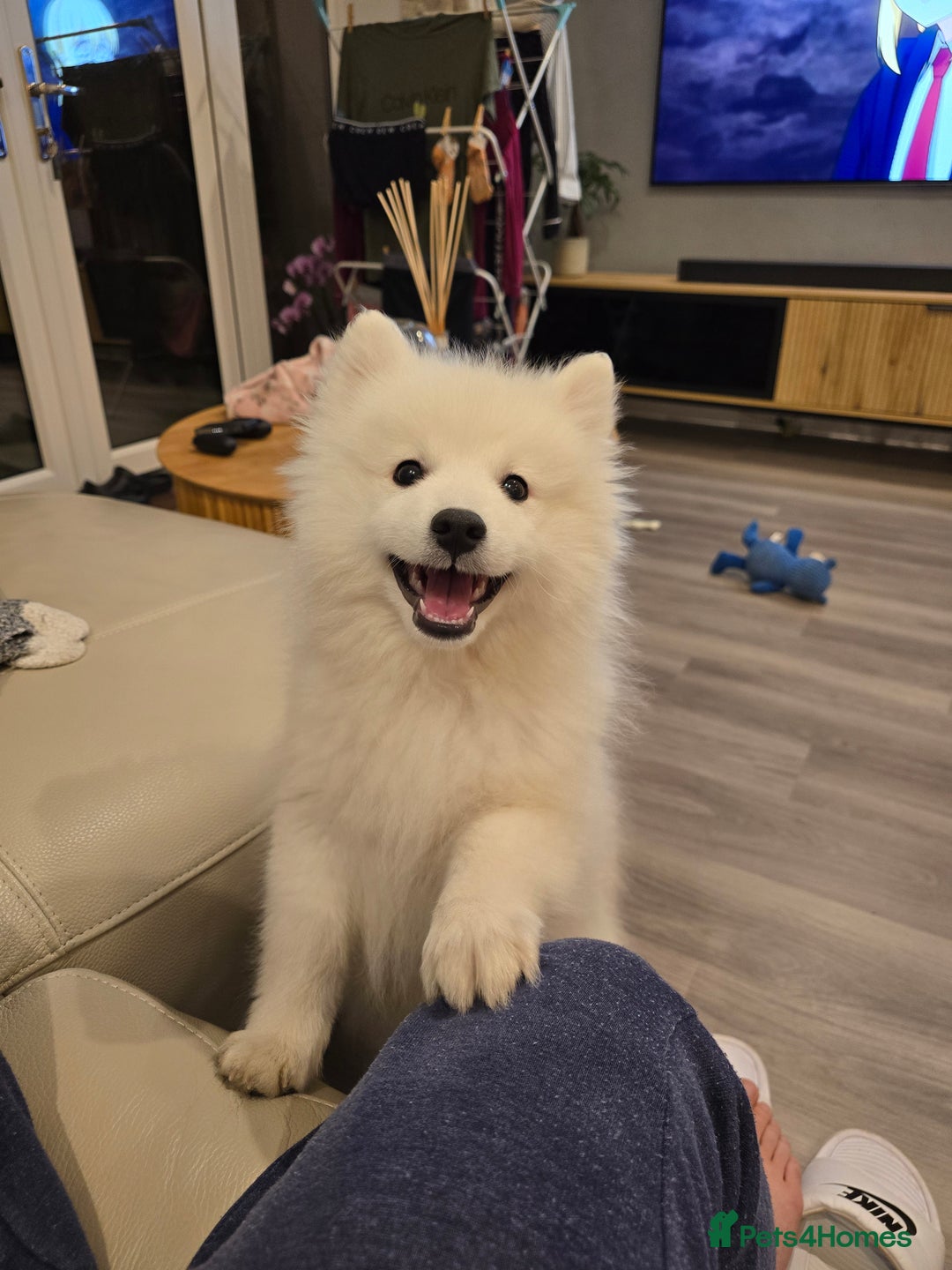 Japanese Spitz dogs for stud: Healthy Japanese Spitz KC Registered Male for Stud - Advert 14
