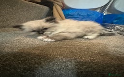 Ragdoll cats for sale: Ragdoll Kitten 4 - Blue eyed fluffy ragdoll kittens - Image 1