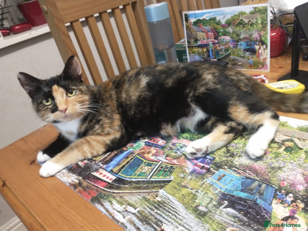 Mixed Breed cats for sale: 4 Beautiful Kittens TABBY*GINGER*CALICO*TUXEDO * - Advert 6