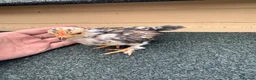 Chickens poultry for sale: Pekin bantams  - Advert 3