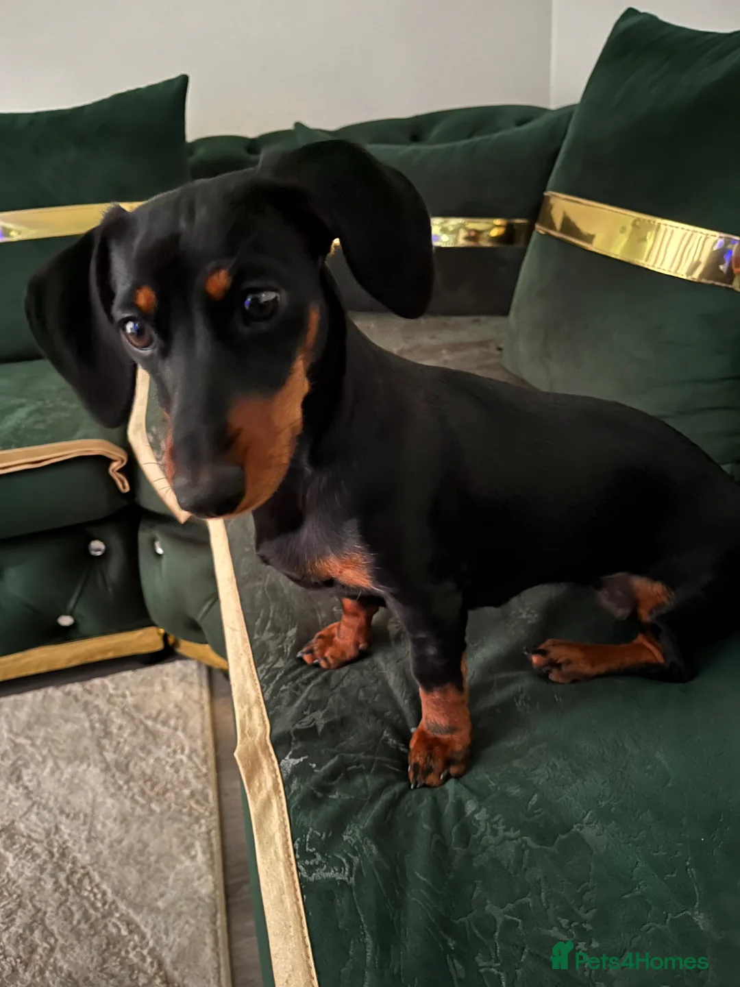 Miniature Dachshund dogs for sale: Miniature dachshund  in Tipton - Advert 2