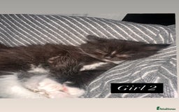 Mixed Breed cats for sale: 4 little girls ready now - Advert 4