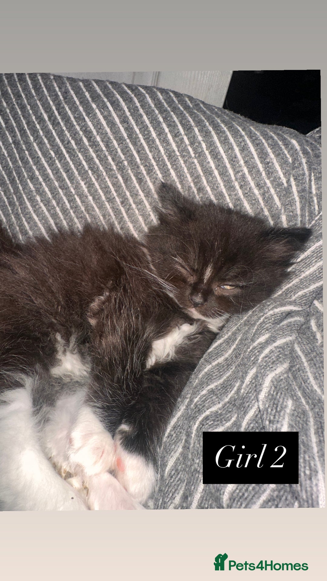 Mixed Breed cats for sale: 4 little girls ready now - Advert 4