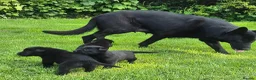 Sheprador dogs for sale: Sheprador puppys - Advert 5