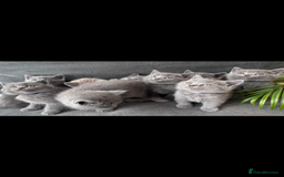 British Shorthair cats for sale: PURE PEDIGREE BSH KITTENS - Image 29