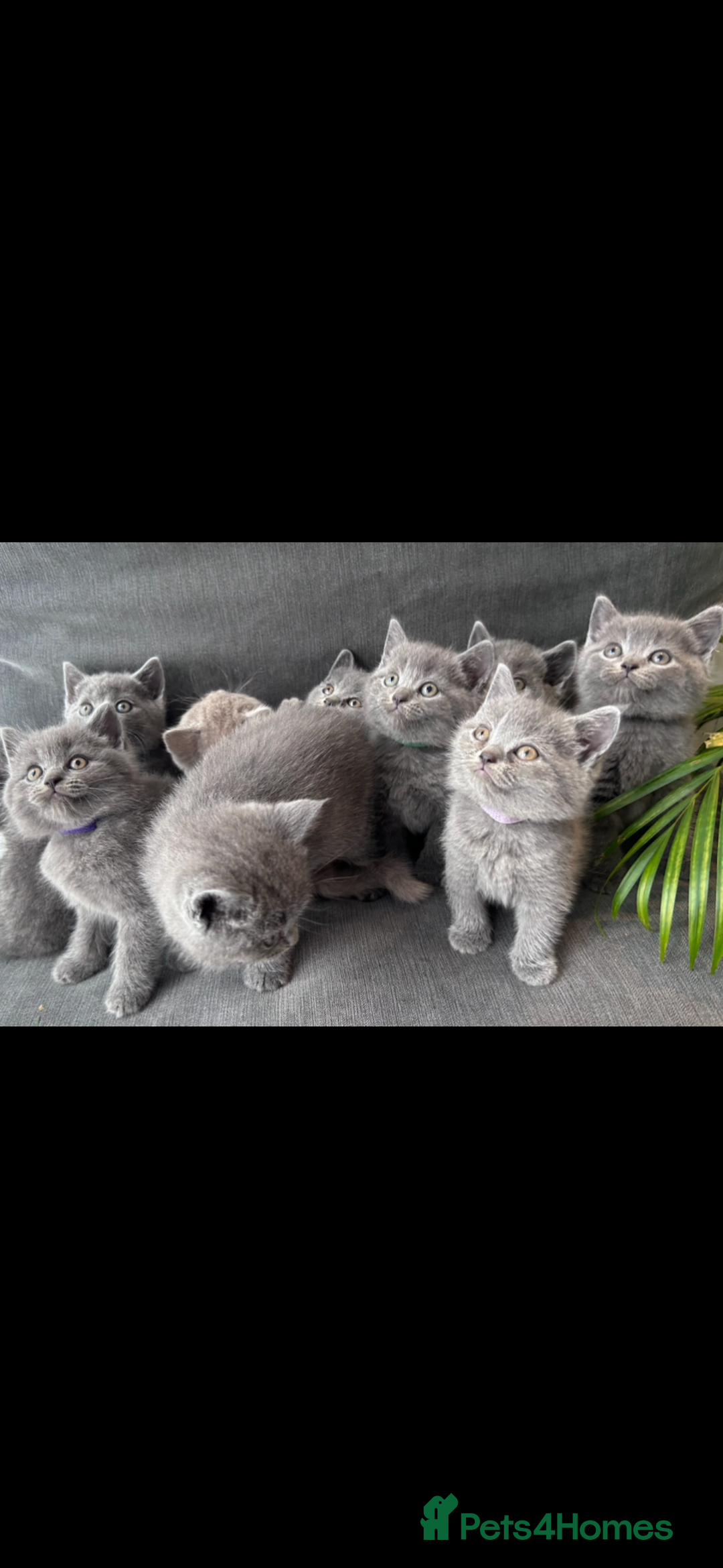 British Shorthair cats for sale: PURE PEDIGREE BSH KITTENS - Image 29