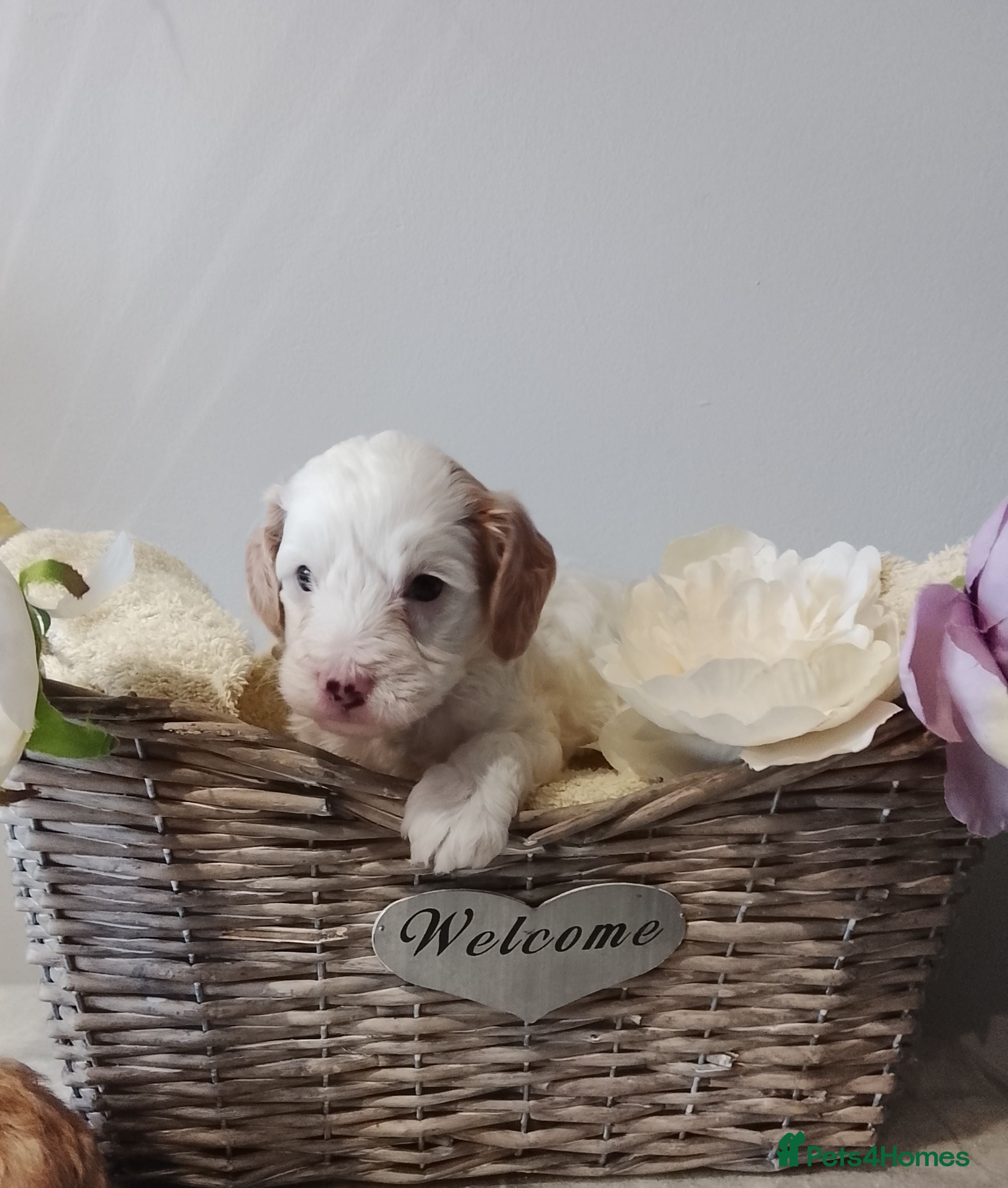 Cavapoo dogs F1b Cavapoo, Last Beautiful Boy Available! - Advert 3