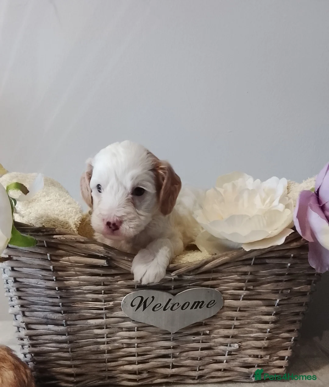 Cavapoo dogs for sale: F1b Cavapoo, Last Beautiful Boy Available! - Advert 1