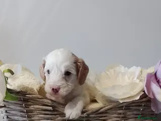 Cavapoo dogs F1b Cavapoo, Last Beautiful Boy Available! - Advert 3