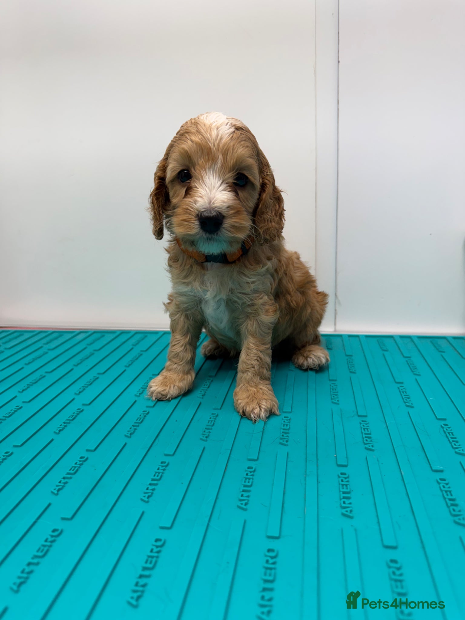 Cockapoo dogs Beautiful Toy Cockapoo Pups  - Advert 1