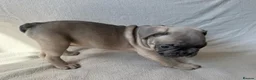French Bulldog dogs for sale: KC Registered French Bulldogs Boys Ready Now in Borehamwood - Advert 11