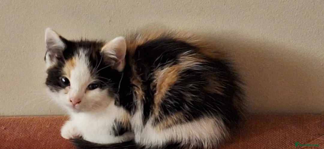 Mixed Breed cats for sale: Stunning kittens for sale in Street - Advert 2