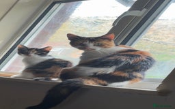 Domestic Shorthair cats for sale: Female calico kitten - Image 5
