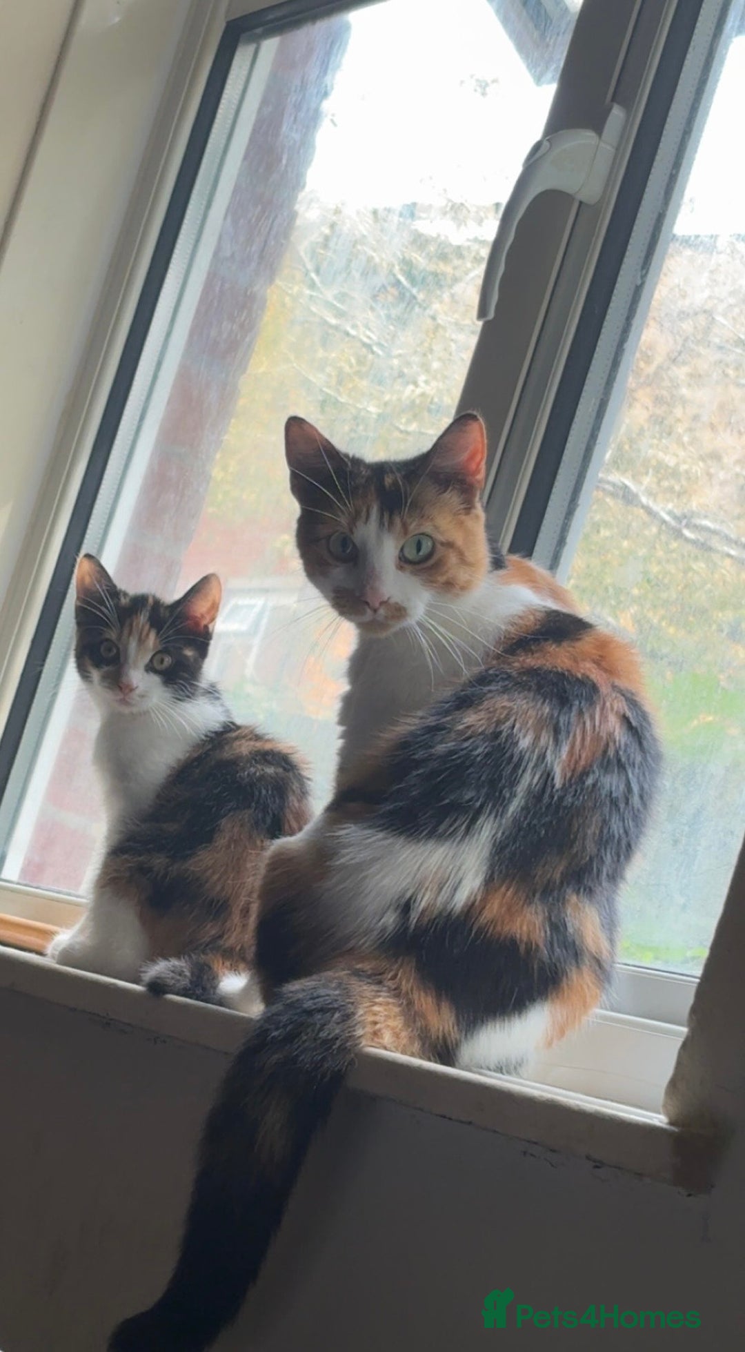 Domestic Shorthair cats for sale: Female calico kitten - Image 5