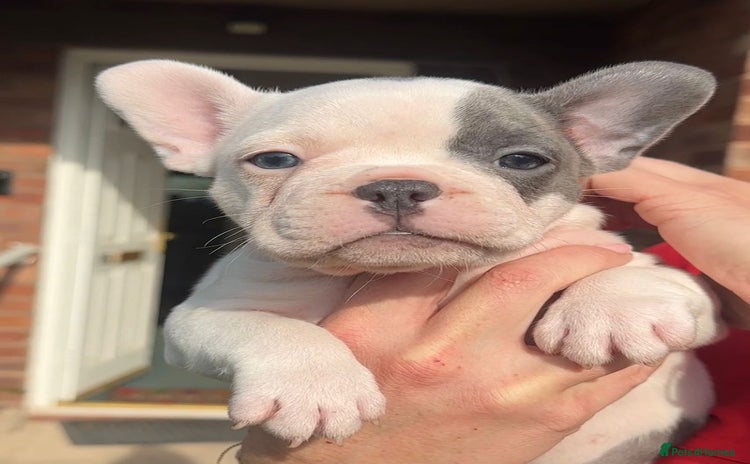 French Bulldog dogs - Advert 7