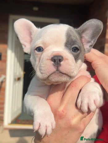 French Bulldog dogs - Advert 5