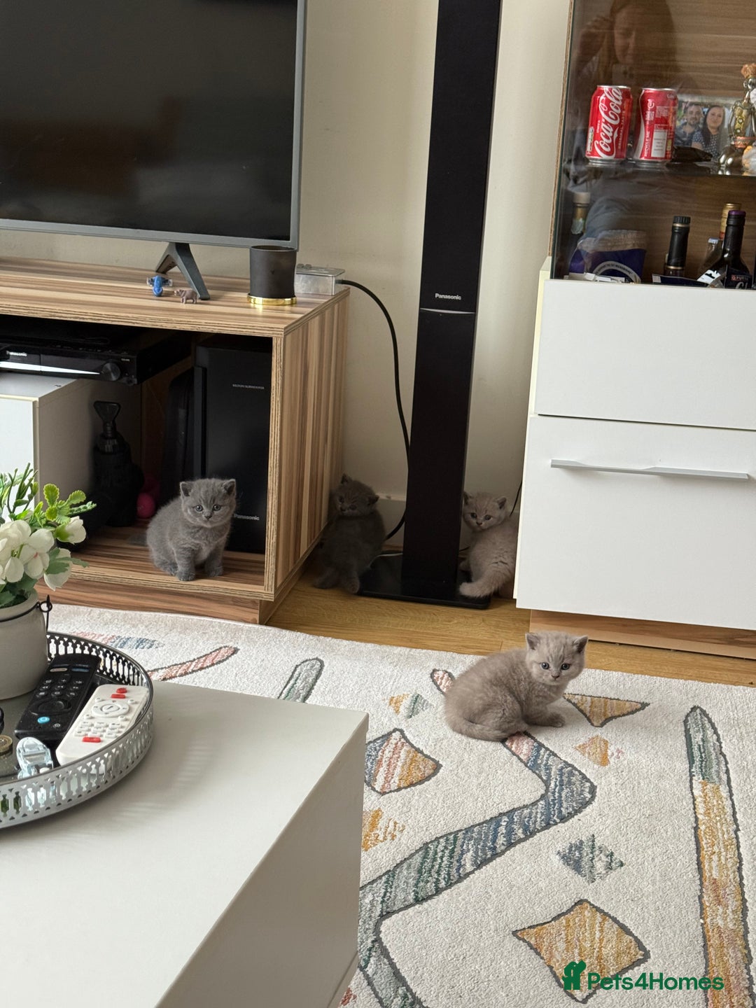 British Shorthair cats for sale: Gorgeous Kittens Ready to Find Their Forever Homes - Image 19