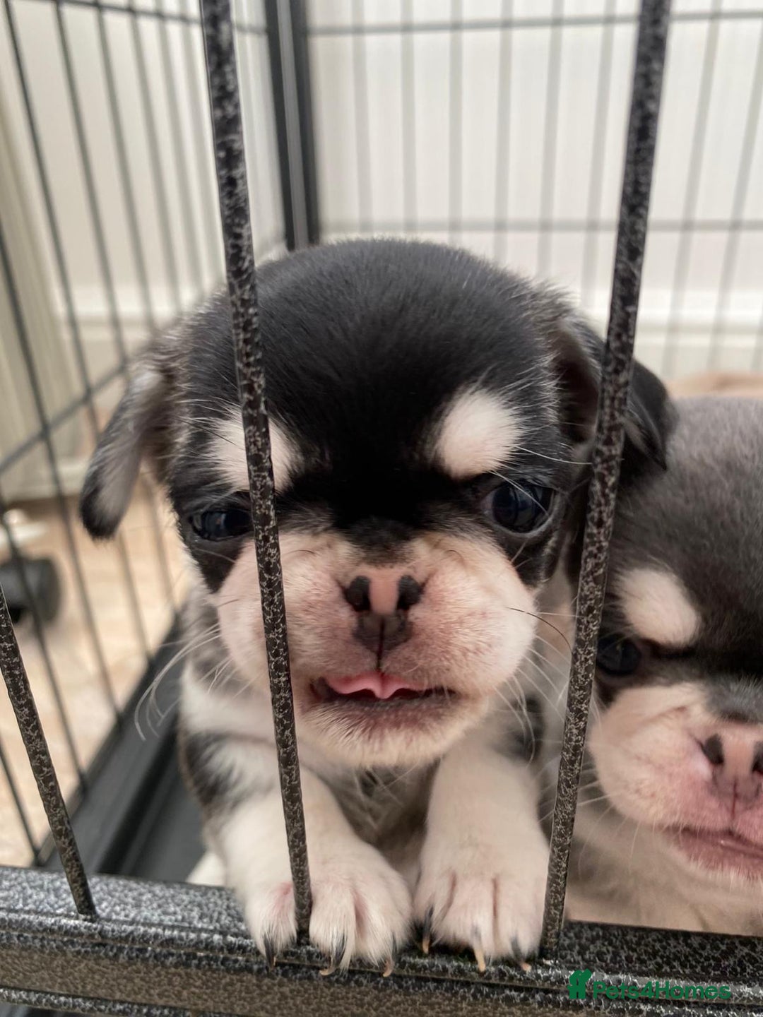 Pug dogs for sale: Puppy pugs! - Advert 7