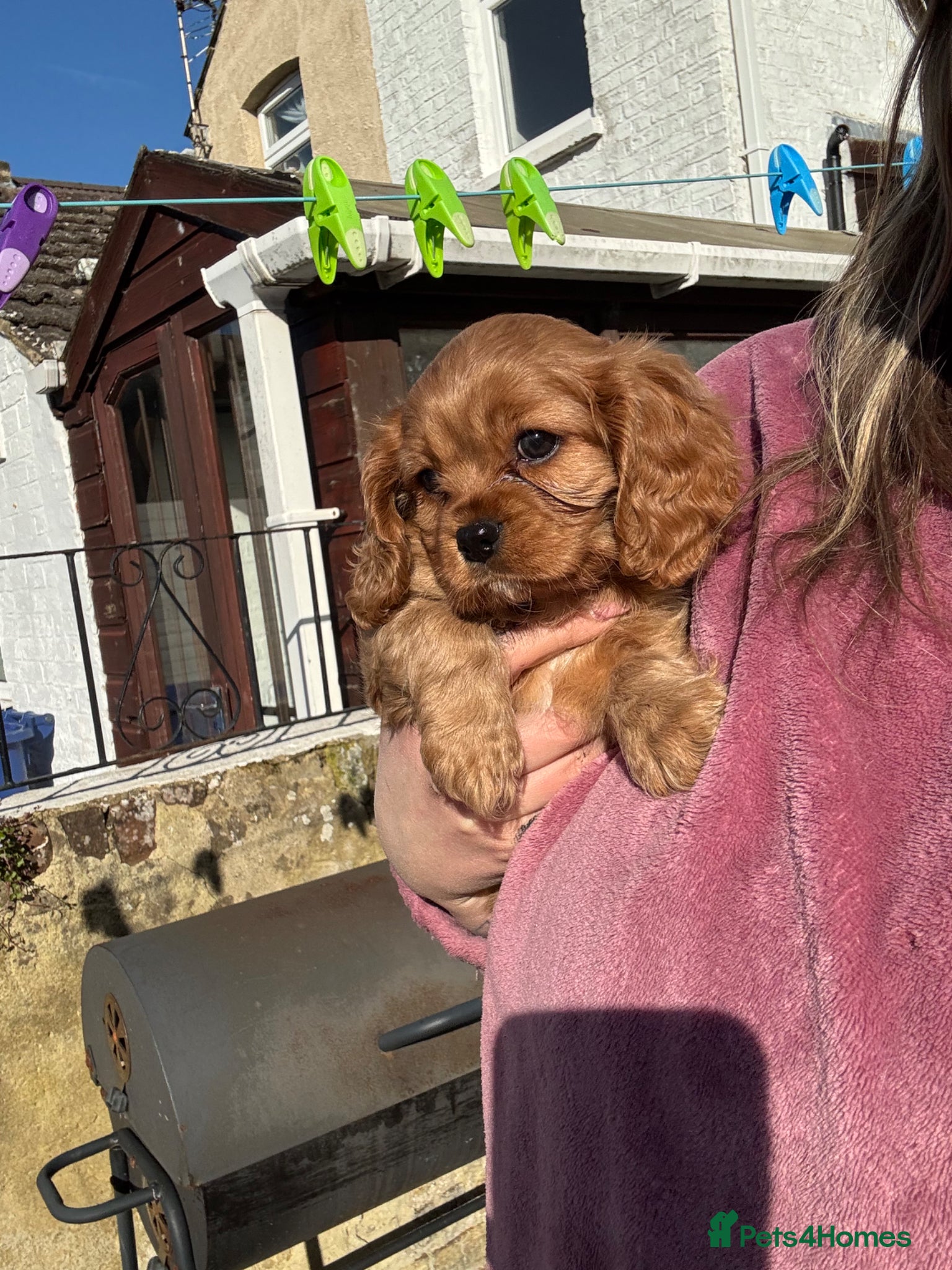 Cavalier King Charles Spaniel dogs Beautiful King Charles Cavalier Puppies 🩵💙 - Advert 7