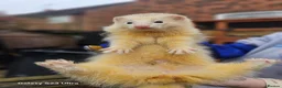 Ferret rodents for sale: Entire hob - Advert 2