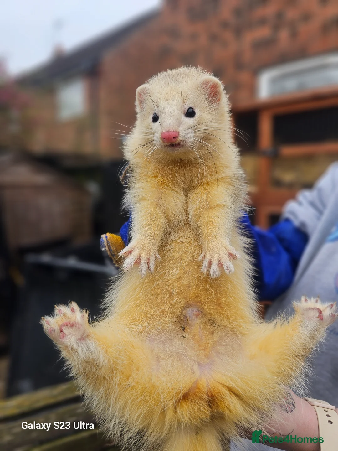 Ferret rodents for sale: Entire hob - Advert 2