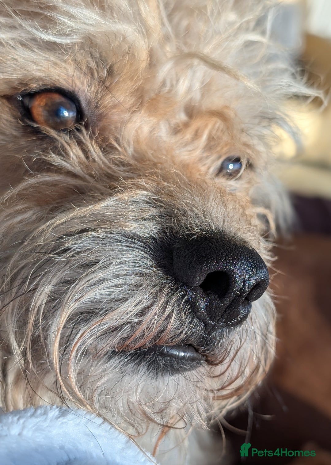 Mixed Breed dogs for sale: Milo, for adoption via Stray2me  - Advert 3