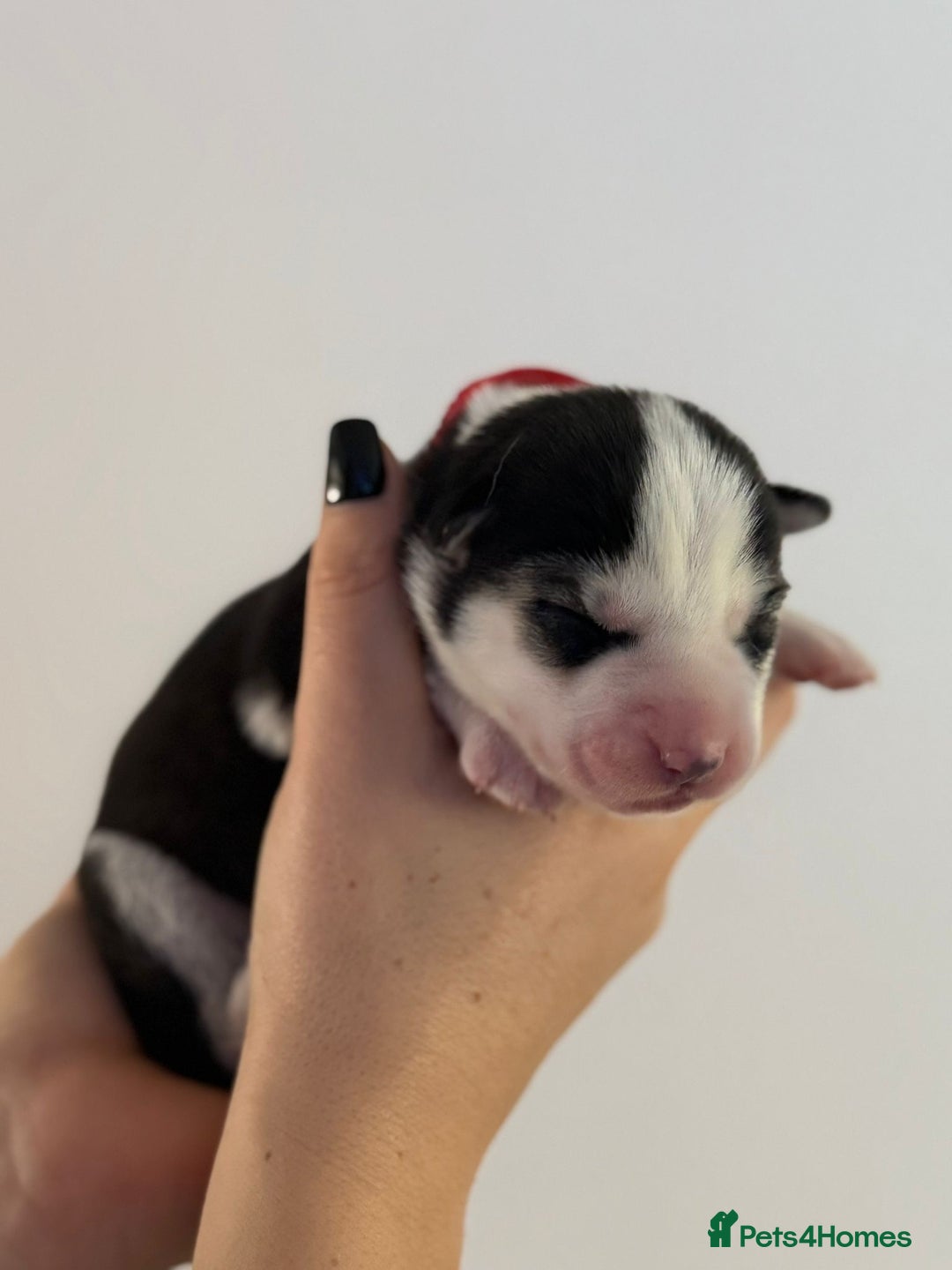 Siberian Husky dogs for sale: Beautiful Siberian Husky Puppies Ready to Reserve - Advert 17