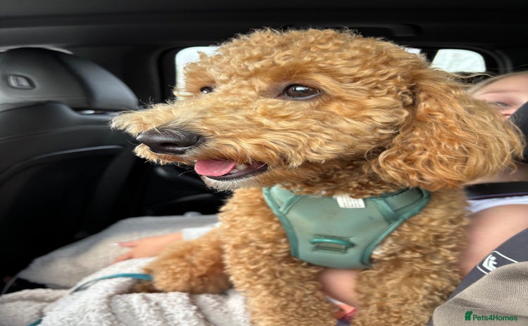 Cavapoo dogs - Advert 5