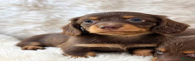 Miniature Dachshund 4