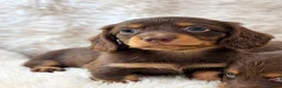 Miniature Dachshund dogs for sale: KC champion lines miniature LH dachshunds  - Advert 2