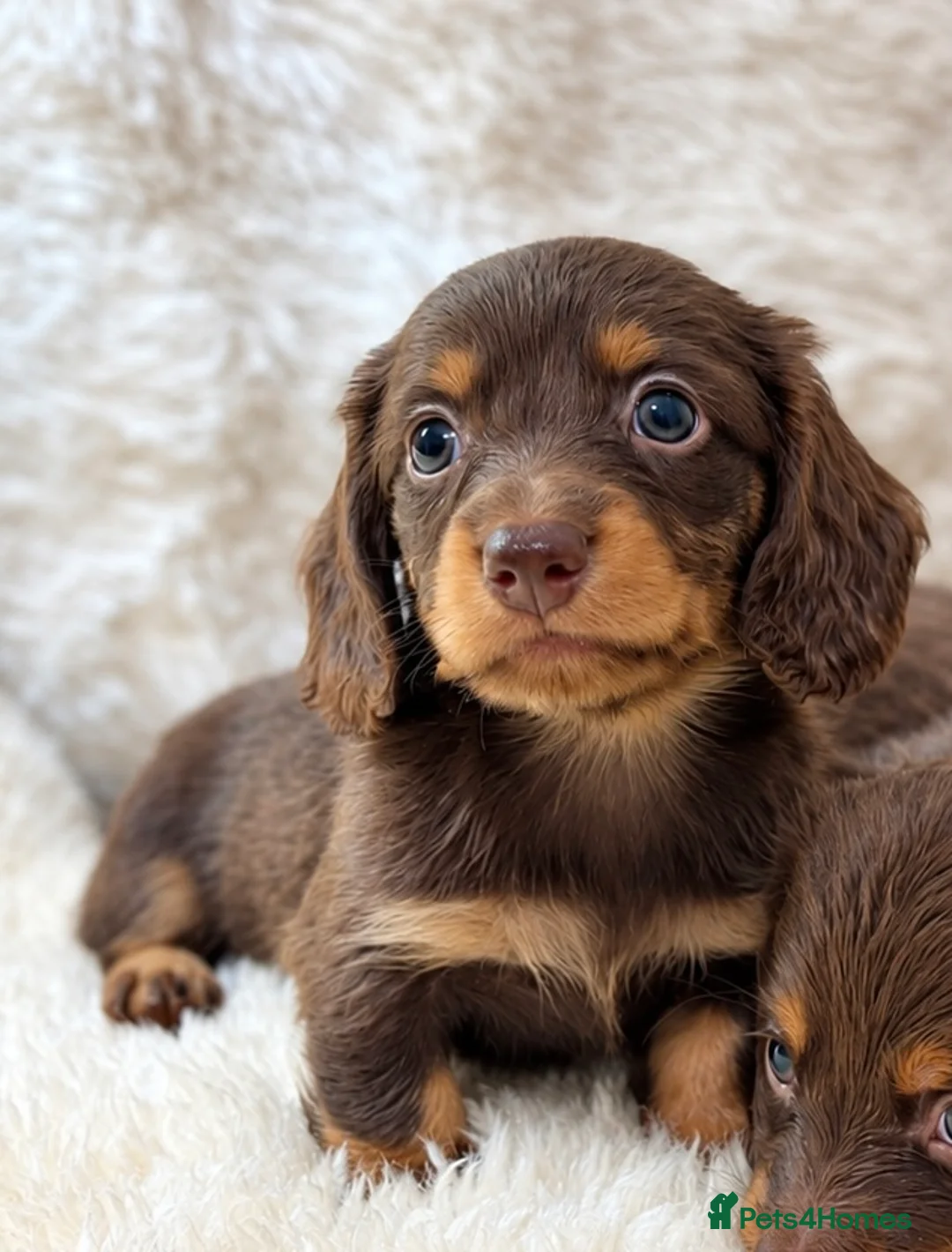 Miniature Dachshund dogs for sale: KC champion lines miniature LH dachshunds  - Advert 2